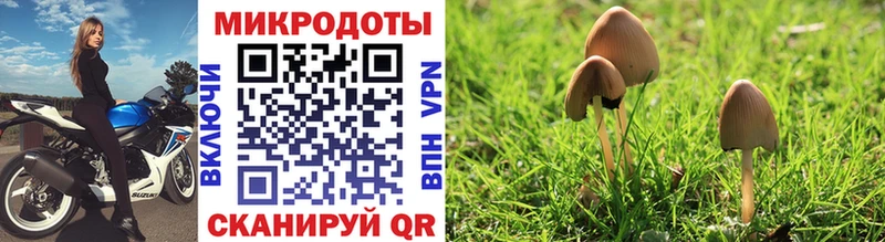 цены наркотик  Новодвинск  Галлюциногенные грибы Psilocybine cubensis 